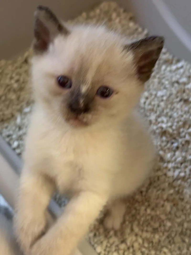 A baby medium-sized female Domestic Short Hair cat named Janet Jackson for adoption in Alpharetta, GA