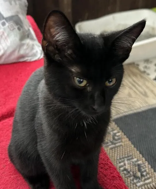 A baby medium-sized female Domestic Short Hair cat named Pinky for adoption in Wadsworth, OH