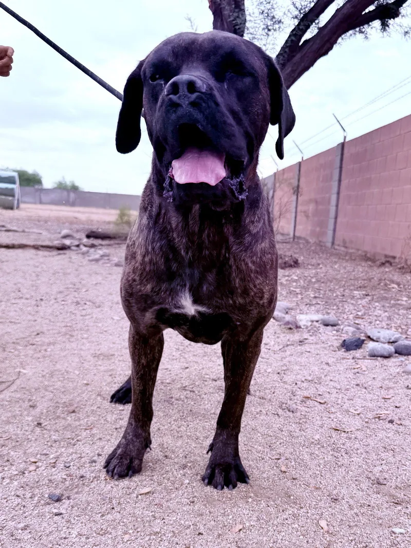 A young medium-sized male Cane Corso dog named Blake for adoption in Glendale, AZ
