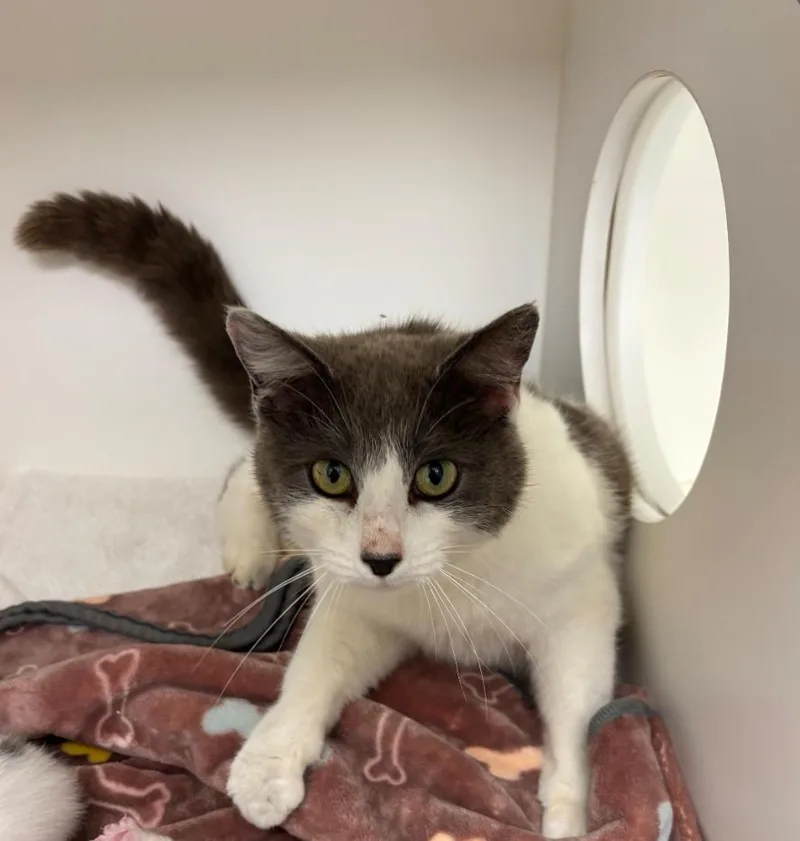A young small-sized female Domestic Short Hair cat named Georgia for adoption in Greenfield, IN