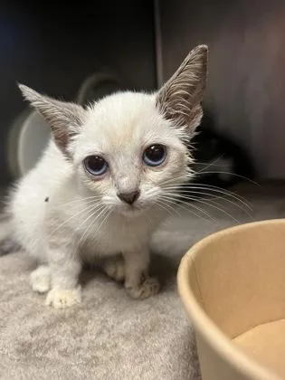 A baby small-sized female Domestic Short Hair cat named Concha for adoption in Gainesville, FL