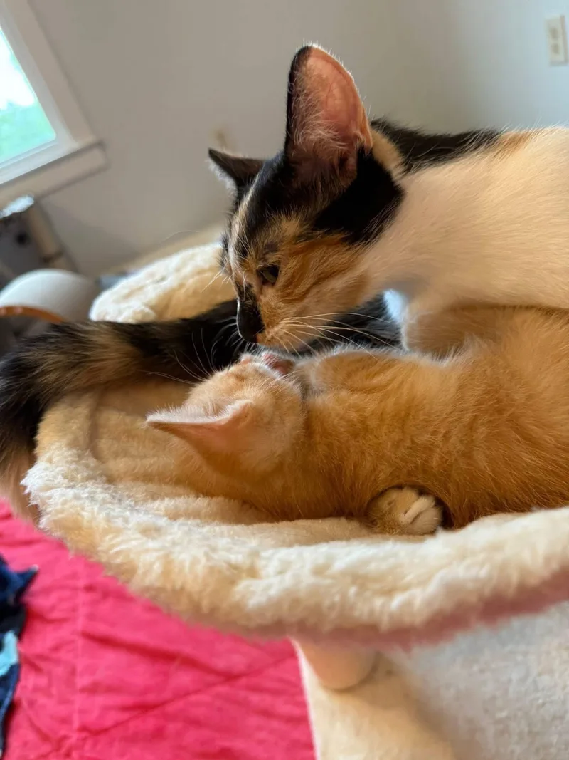 A young small-sized female Calico cat named Mama Moon for adoption in Blanch, NC