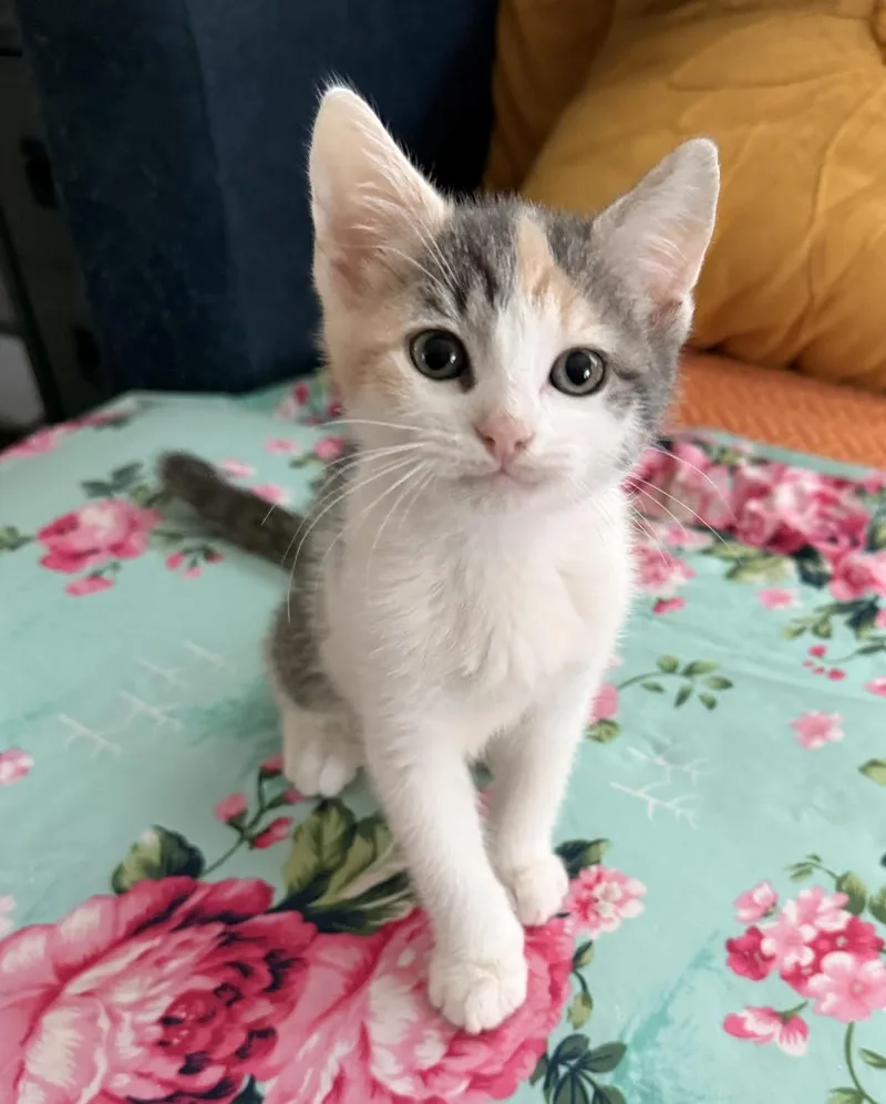 A baby medium-sized female Calico Domestic Short Hair cat named Bermuda for adoption in Long Beach, NY