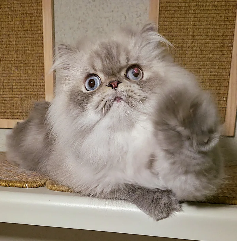 A young medium-sized male Himalayan cat named Mason for adoption in Converse, TX
