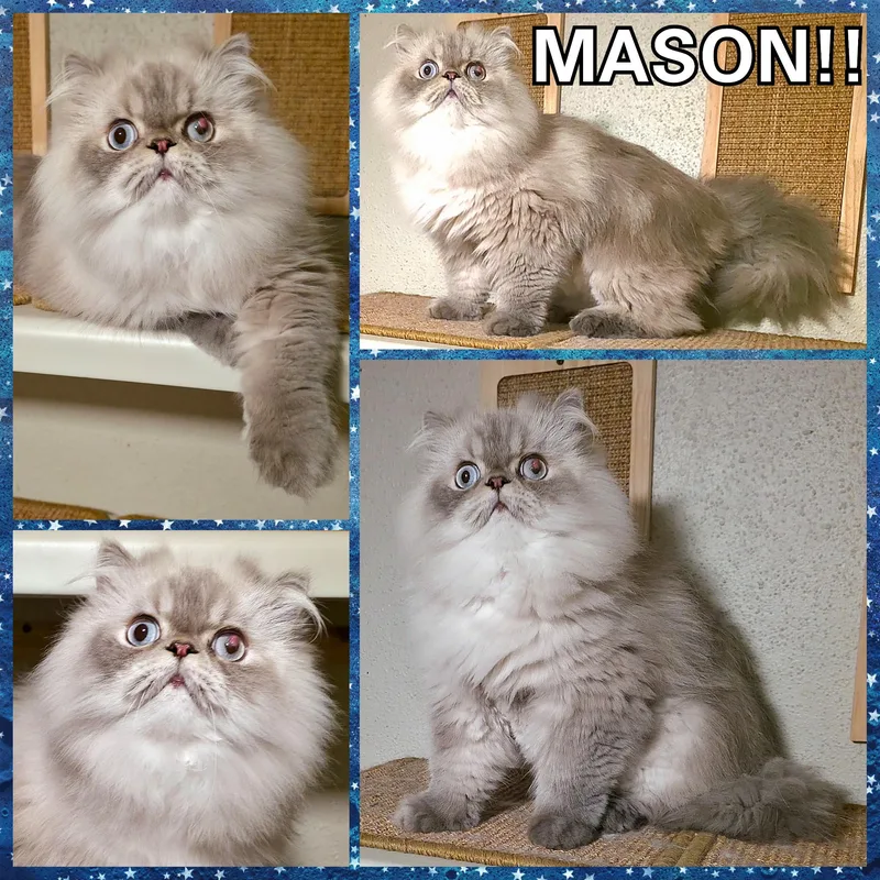 Mason thumbnail 4