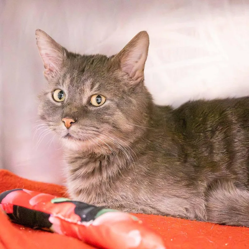 Thomas O'malley thumbnail 2