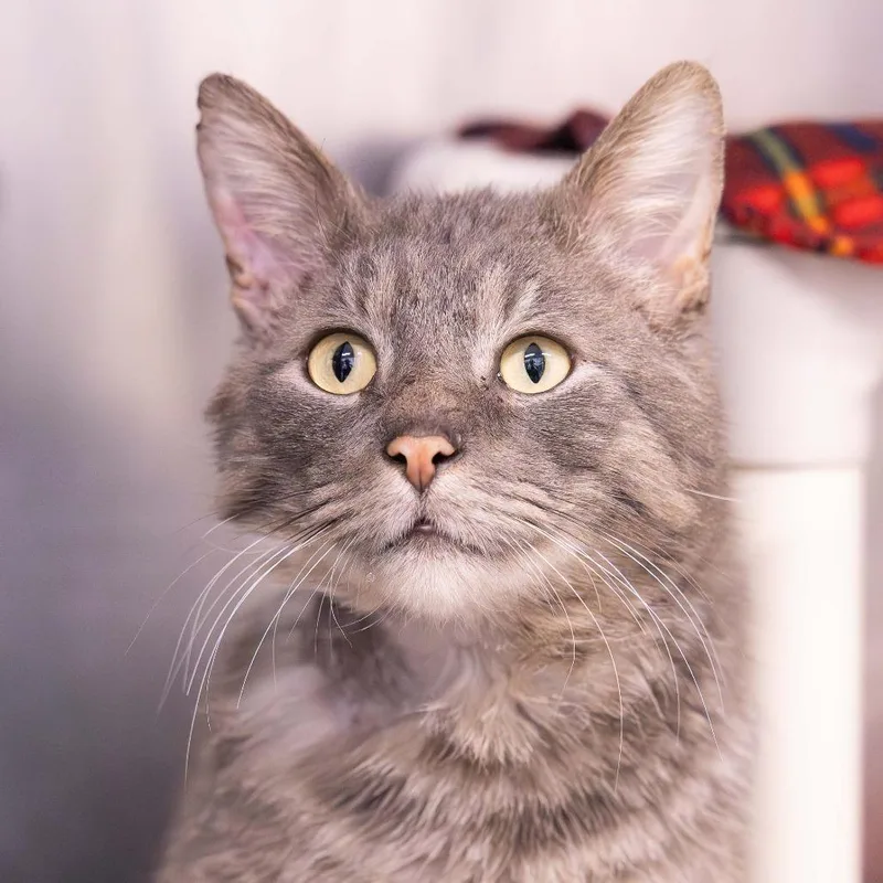 Thomas O'malley thumbnail 3