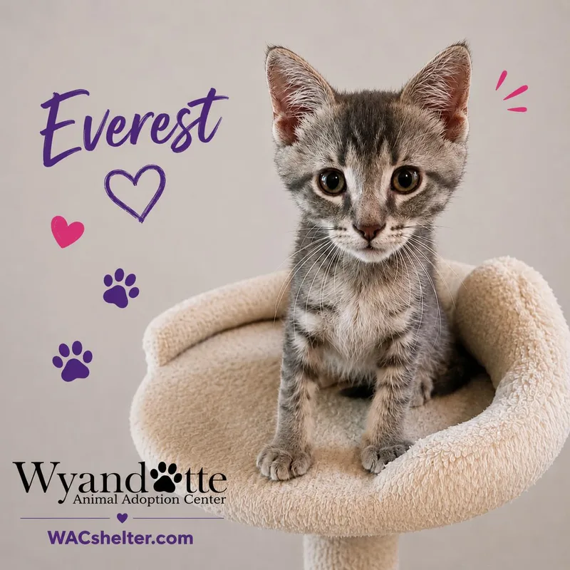 A baby medium-sized male Tabby (Gray / Blue / Silver) Domestic Short Hair cat named Everest for adoption in Wyandotte, MI