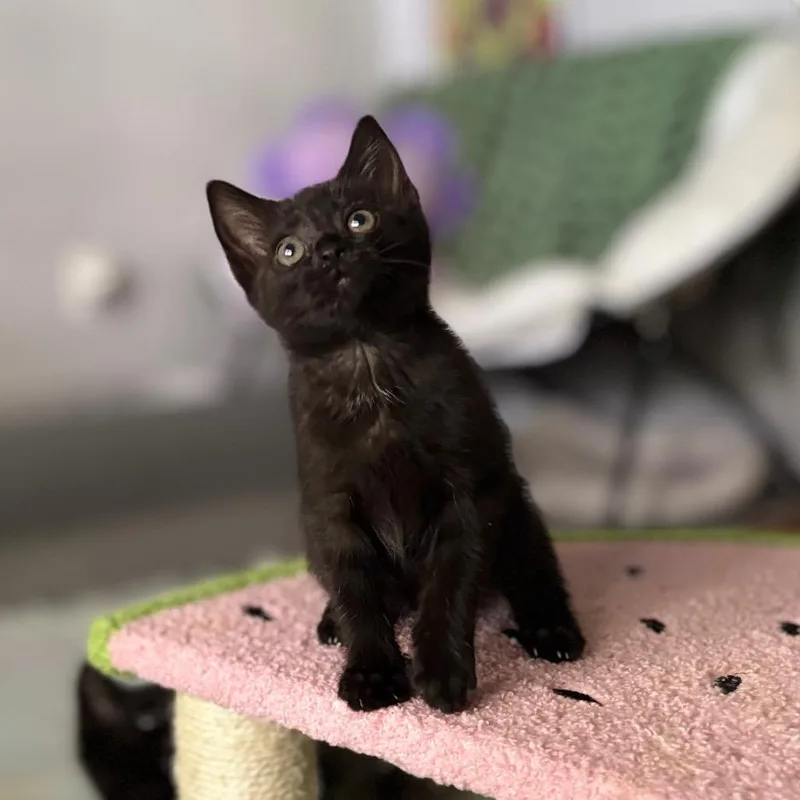 A baby small-sized female Black Domestic Short Hair cat named Hot Glue for adoption in Nashville, IN
