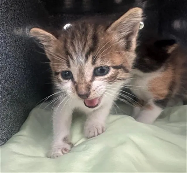 A baby medium-sized male Domestic Short Hair cat named Pickle for adoption in Dallas, TX