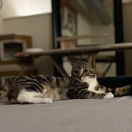 Card Shark: Spade thumbnail 2