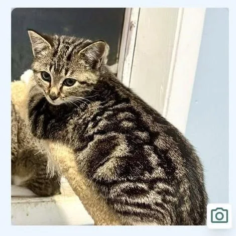 Card Shark: Spade thumbnail 3