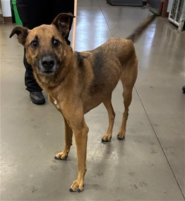 An adult large-sized female Belgian Shepherd / Malinois dog named Davie for adoption in Phoenix, AZ