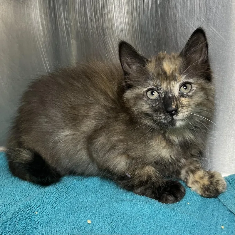A baby small-sized female Black Domestic Short Hair cat named Kanga for adoption in Palm Springs, CA