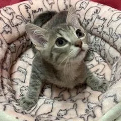 A baby medium-sized female Tabby (Gray / Blue / Silver) Tabby cat named Cardinal for adoption in Green Valley, AZ