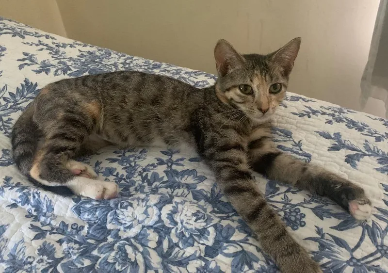 A baby small-sized female Domestic Short Hair cat named Peaches for adoption in Camp Hill, PA