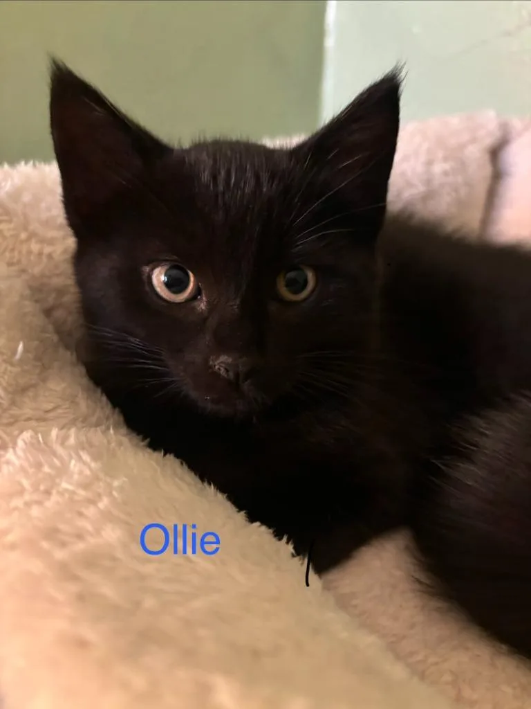 A baby small-sized male American Shorthair cat named Ollie for adoption in Hagaman, NY