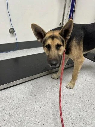 A young large-sized male German Shepherd Dog dog named Radar for adoption in Oakland, CA