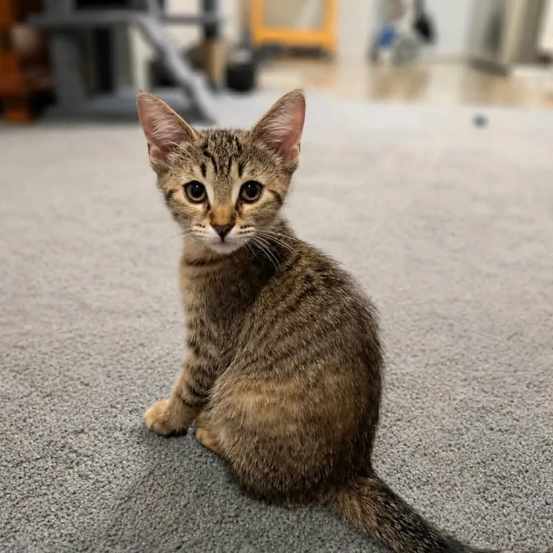 A baby medium-sized female Tabby (Gray / Blue / Silver) Tabby cat named Maya for adoption in Gulfport, MS
