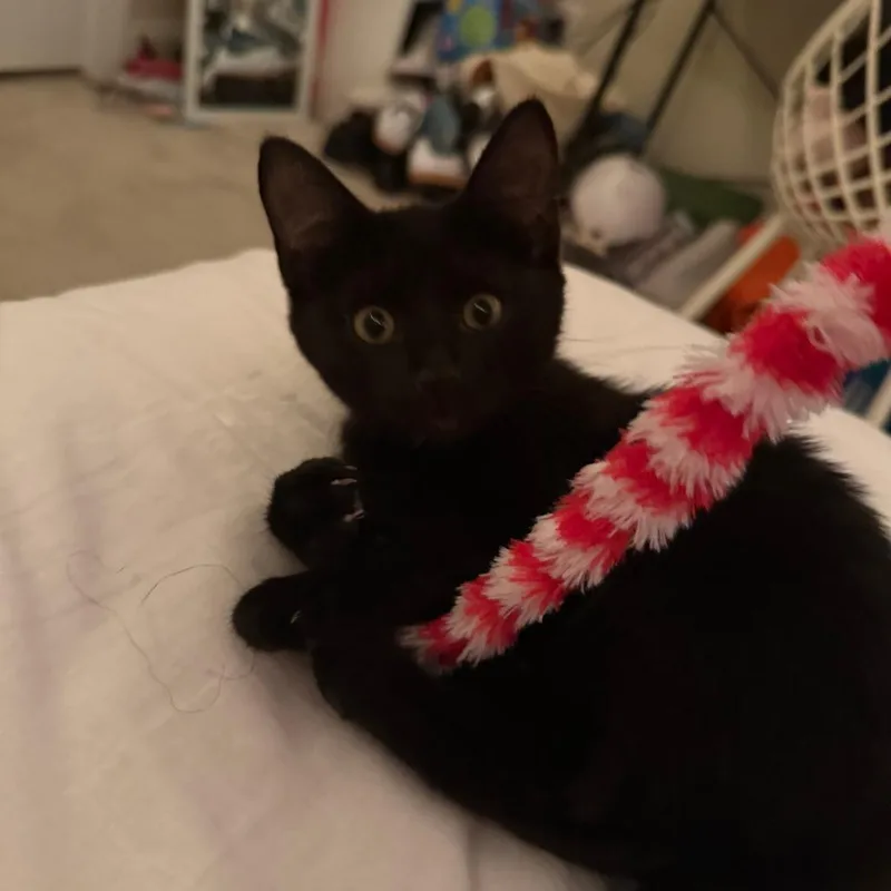 A baby small-sized male Black Domestic Short Hair cat named Kitana for adoption in Greensboro, NC