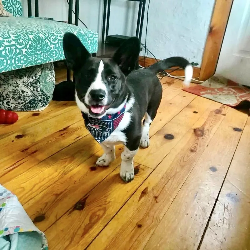 A baby medium-sized male Tricolor (Brown, Black, & White) Mixed Breed dog named Toby FKA Pongo for adoption in Groveland, MA
