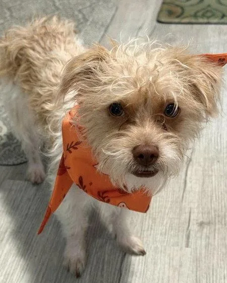 An adult small-sized male Terrier dog named Teddy for adoption in Corona, CA