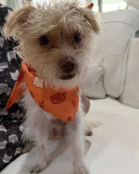 Teddy thumbnail 2