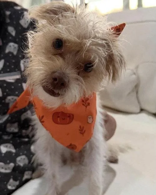 Teddy thumbnail 3