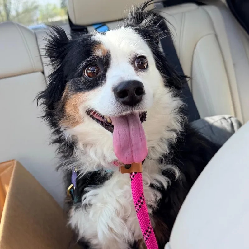 An adult small-sized female Black Australian Shepherd dog named Panda for adoption in Saint John, IN