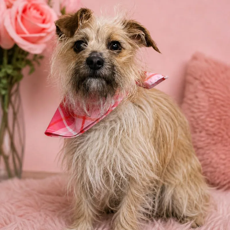 A young small-sized female Yellow / Tan / Blond / Fawn Terrier dog named Hazel for adoption in Washington, DC