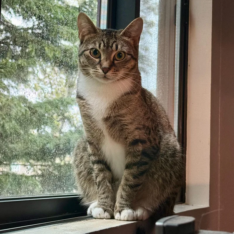 A young small-sized female Tabby (Brown / Chocolate) Domestic Short Hair cat named Bridget for adoption in Seattle, WA