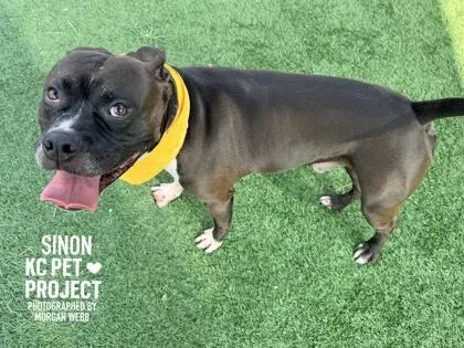 An adult large-sized male Black Pit Bull Terrier dog named Sinon for adoption in Kansas City, MO