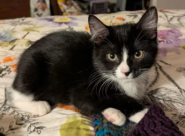 A baby small-sized female Tuxedo cat named Flower Hart for adoption in Somerset, KY