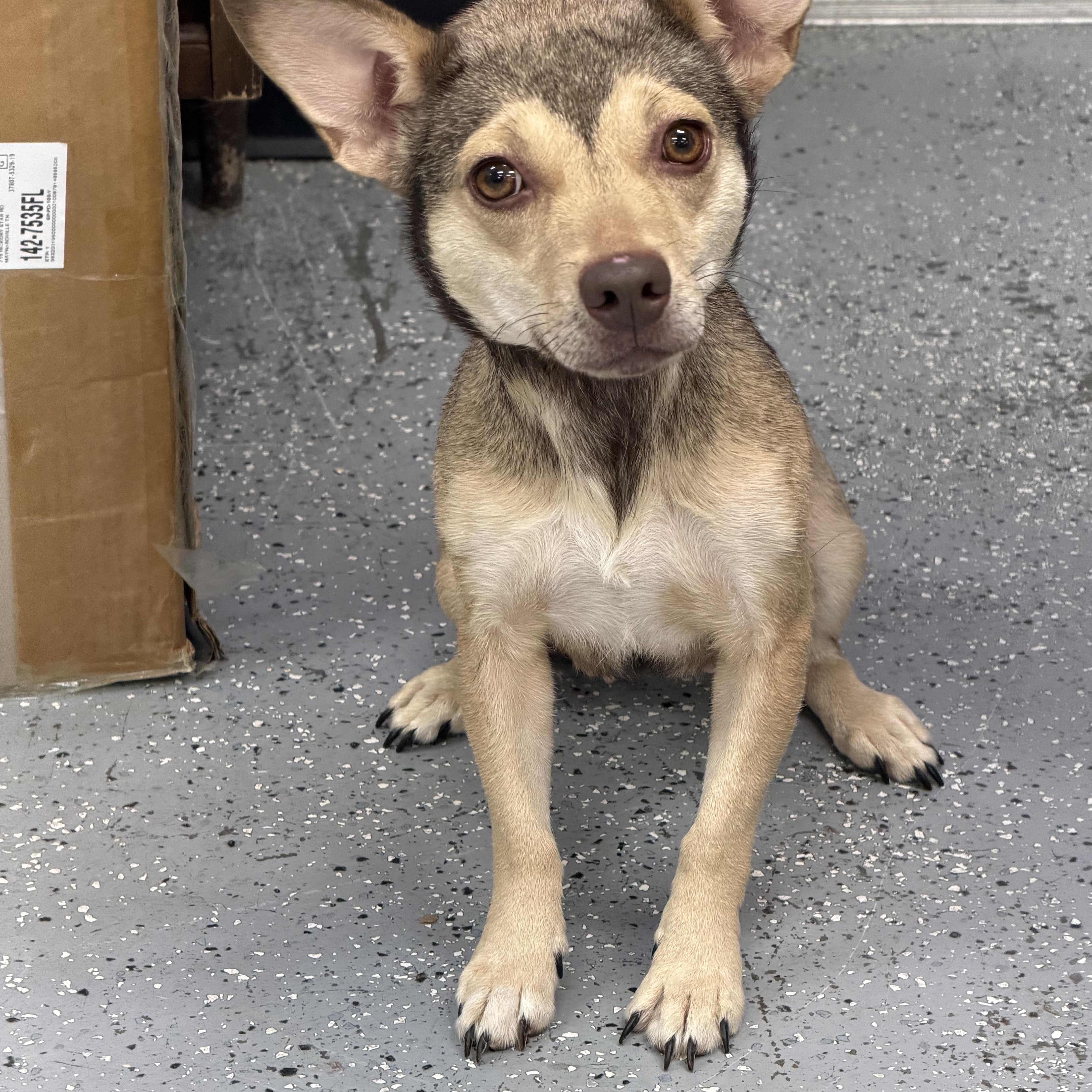 An adult small-sized female Brown / Chocolate Chihuahua dog named Connie for adoption in Maynardville, TN