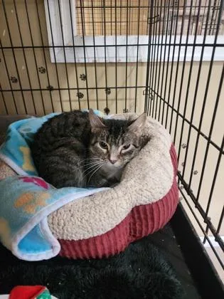 An adult medium-sized female Domestic Short Hair cat named Figs for adoption in Bloomsburg, PA