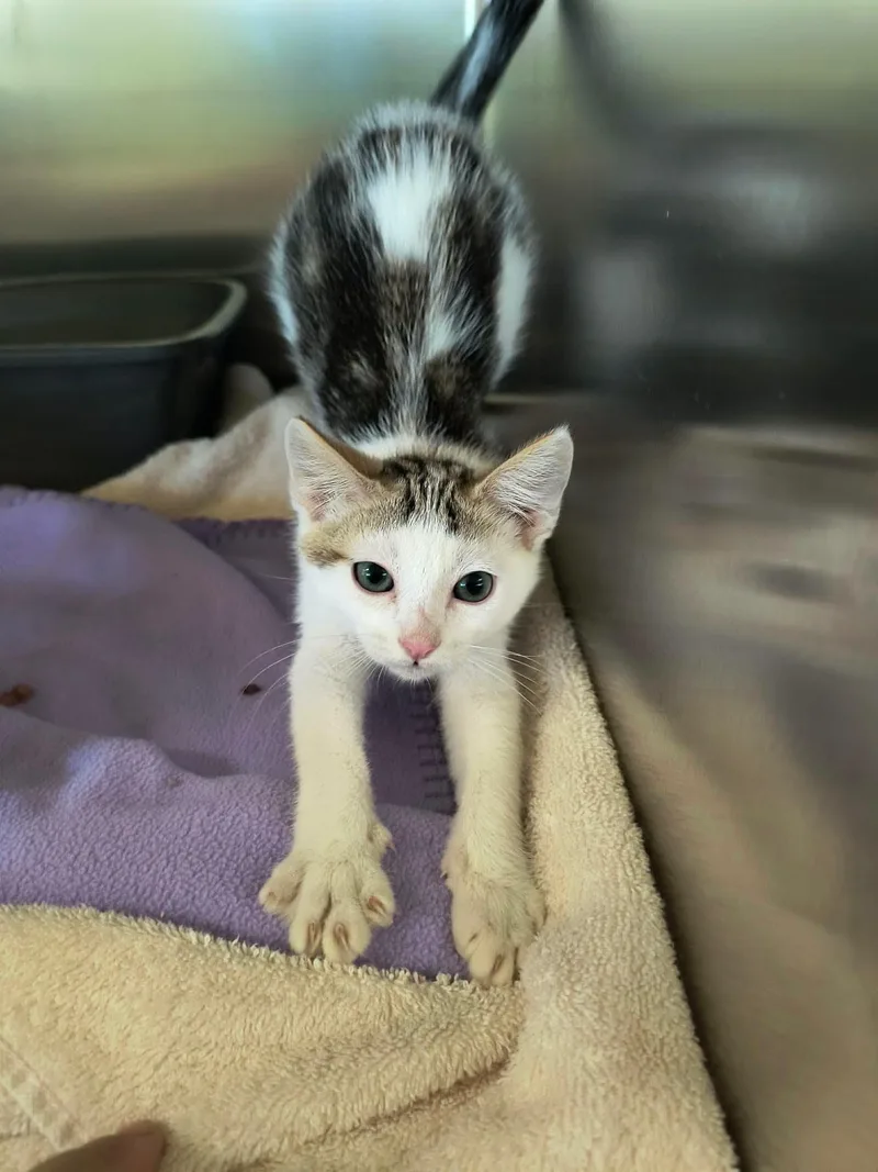 A baby medium-sized male White Domestic Short Hair cat named Bailey for adoption in Weaverville, CA