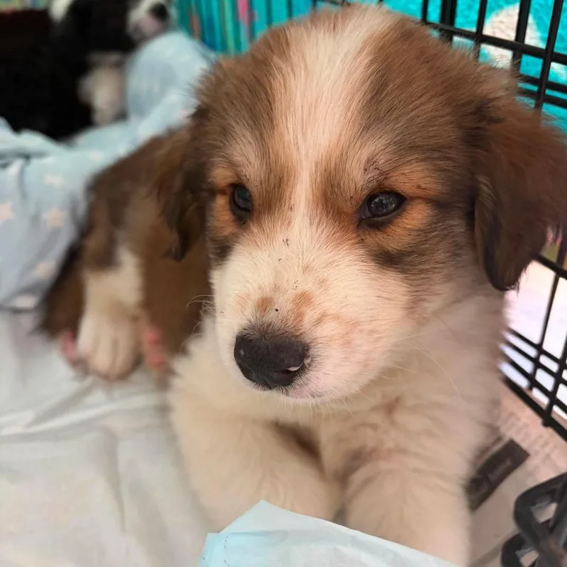 A baby small-sized male Brown / Chocolate Australian Shepherd dog named Tucker for adoption in Montgomery, TX