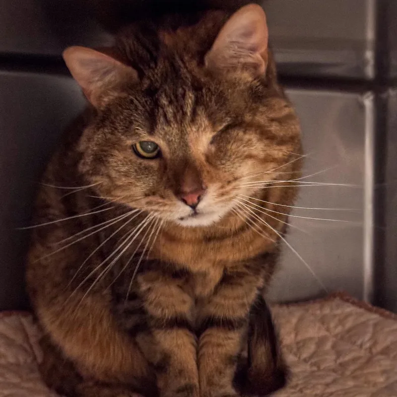 An adult medium-sized female Brown / Chocolate Domestic Short Hair cat named Coco for adoption in Kennebunk, ME
