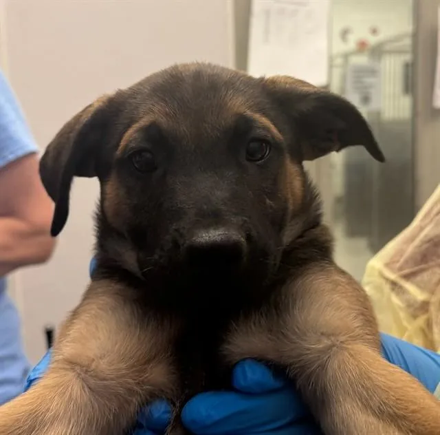 A baby small-sized male German Shepherd Dog dog named A for adoption in Tucson, AZ