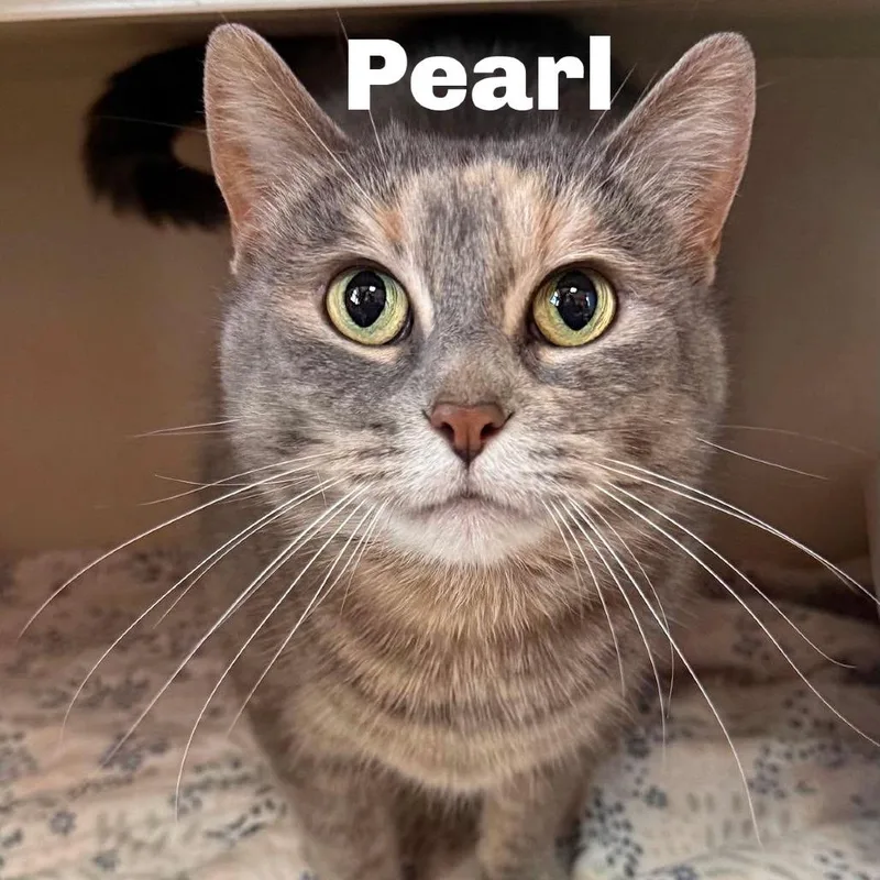 Pearl
