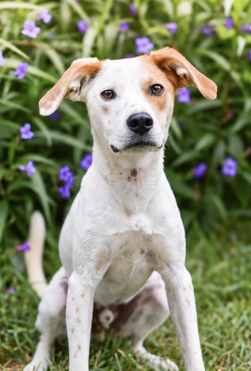 A young medium-sized male Golden Beagle dog named Bubby for adoption in Richmond, VA