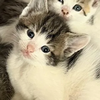 A baby small-sized female Gray / Blue / Silver Domestic Short Hair cat named Astra for adoption in Danbury, CT