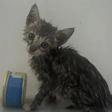 A baby small-sized male Gray / Blue / Silver Domestic Short Hair cat named StraythAvenue for adoption in Columbus, GA
