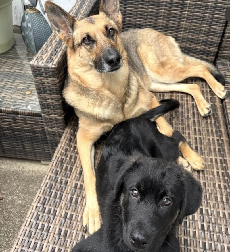 A baby large-sized male German Shepherd Dog dog named Wilson for adoption in Charlotte, NC