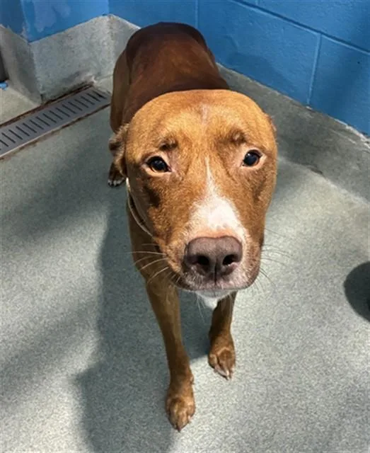An adult medium-sized male Pit Bull Terrier dog named Andre for adoption in Upper Marlboro, MD