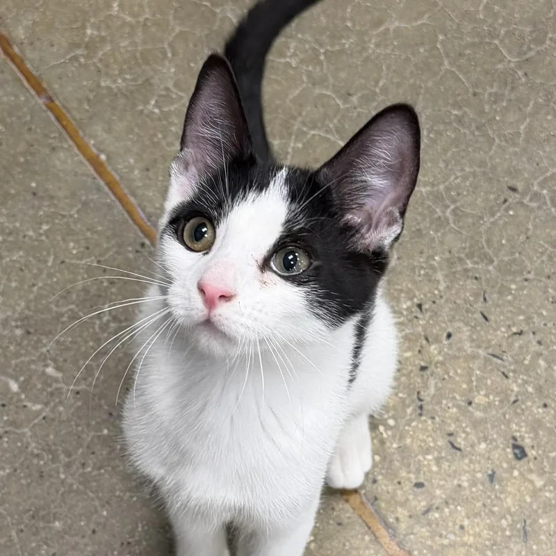 A baby medium-sized male Black & White / Tuxedo Domestic Short Hair cat named Brutus for adoption in Maple Shade, NJ