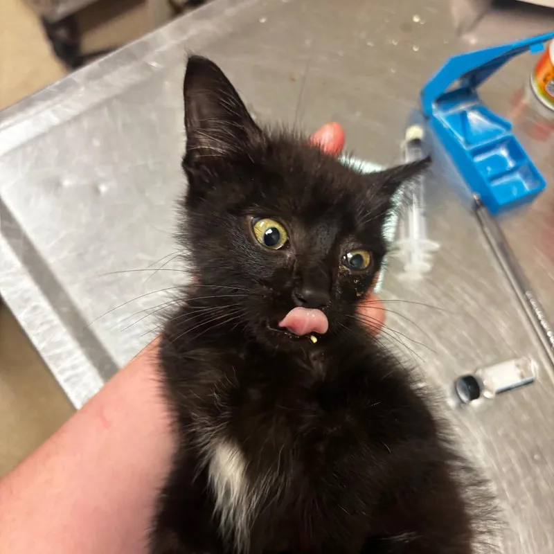 A baby small-sized female Black Domestic Short Hair cat named Amy for adoption in Bristol, IN