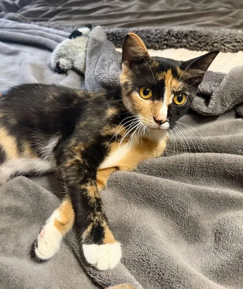 A young medium-sized female Calico Domestic Short Hair cat named Ember for adoption in Calera, AL