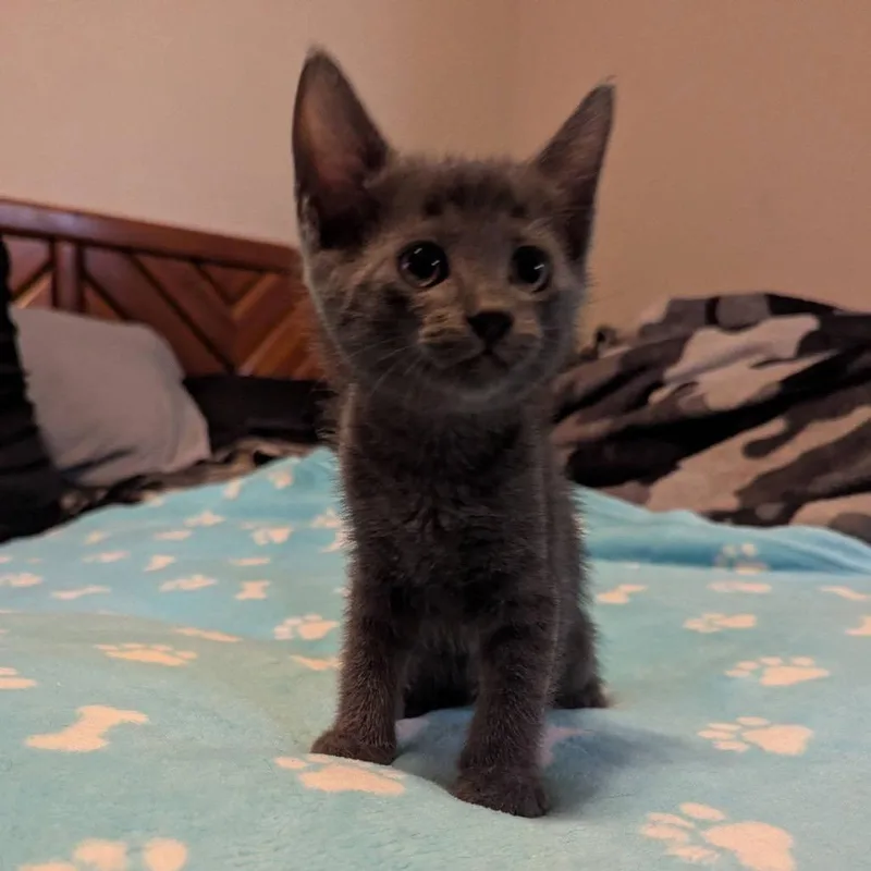 A baby small-sized female Domestic Short Hair cat named Gracie for adoption in Portland, TX