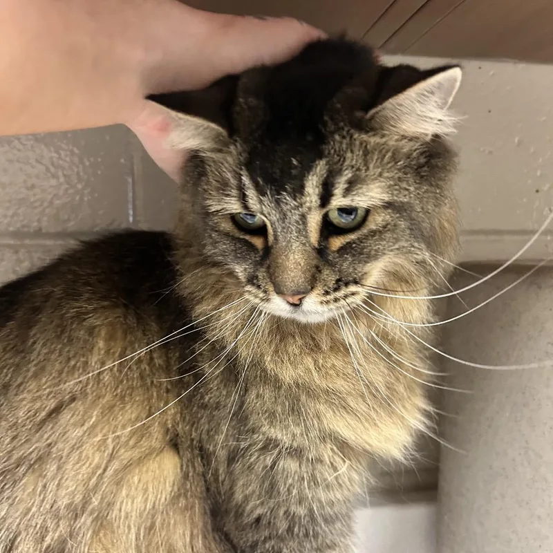 A senior large-sized female Brown / Chocolate Domestic Long Hair cat named Alexis for adoption in Reno, NV